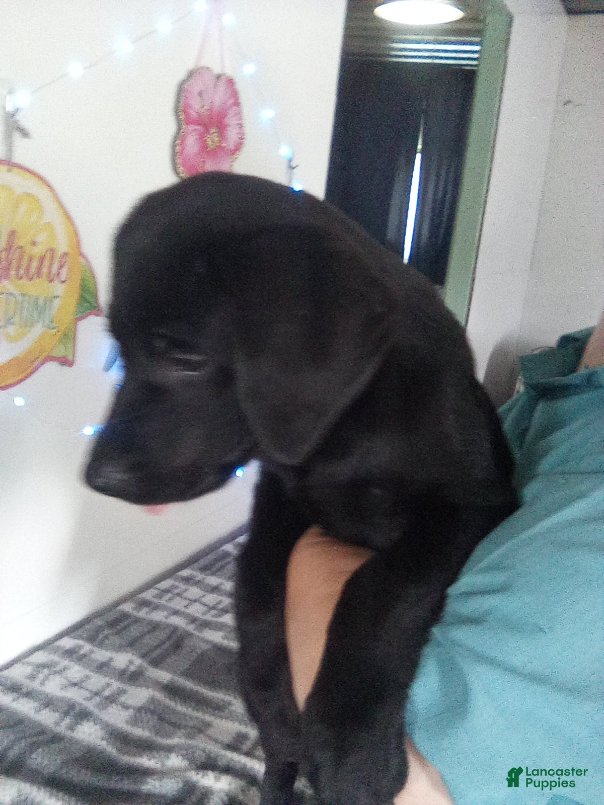 Labrador Retriever dogs Mindy - Ad 1