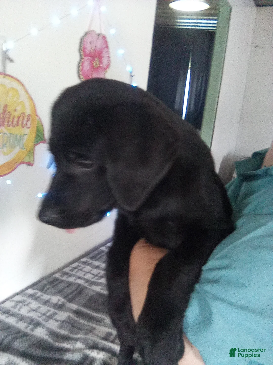 Labrador Retriever dogs for sale: Mindy - Ad 1