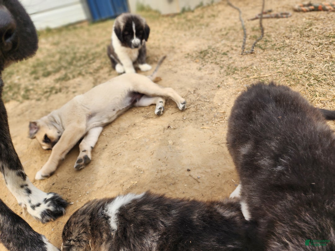 Anatolian Shepherd dogs for sale: AKC Blue M1 ASD puppy - Ad 3