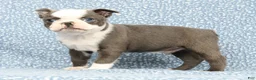 Boston Terrier dogs for sale: Bingo - Ad 1