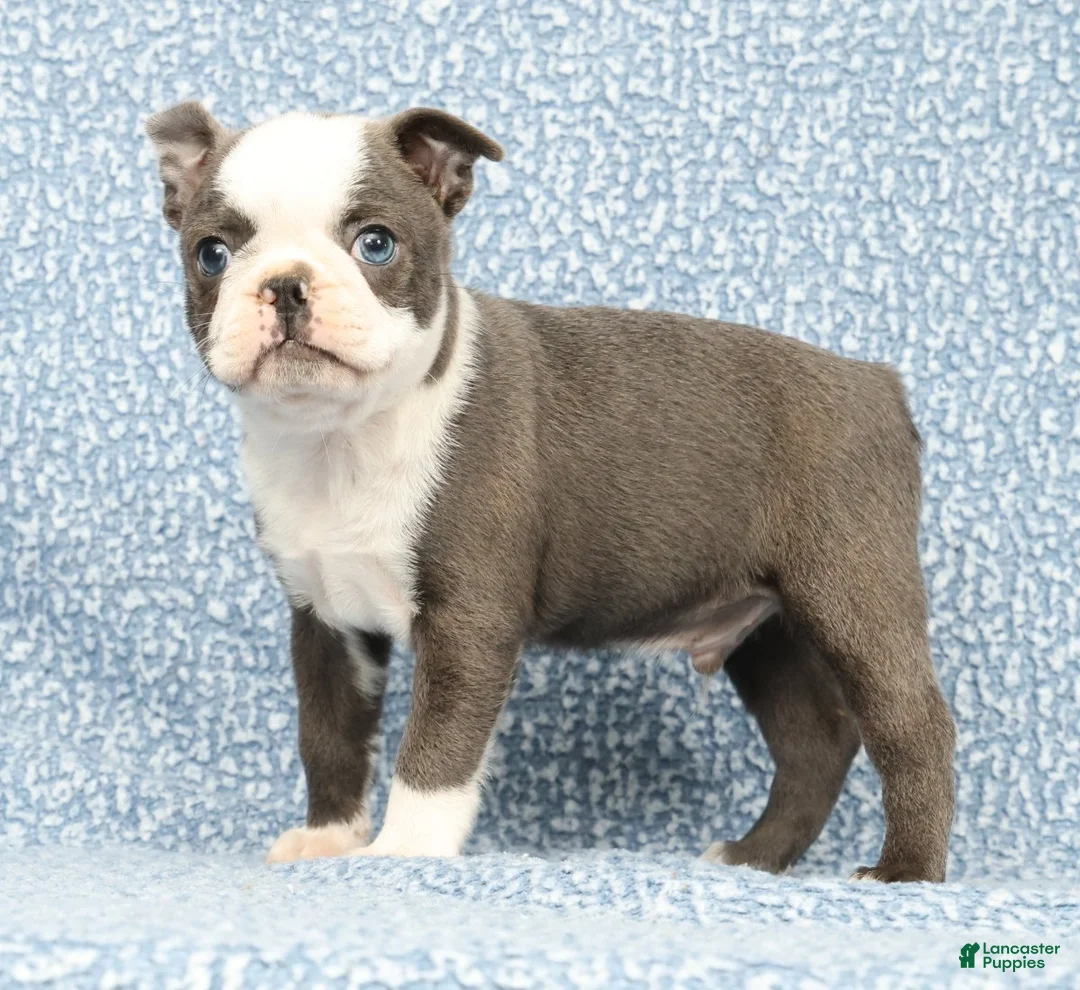 Boston Terrier dogs for sale: Bingo - Ad 1