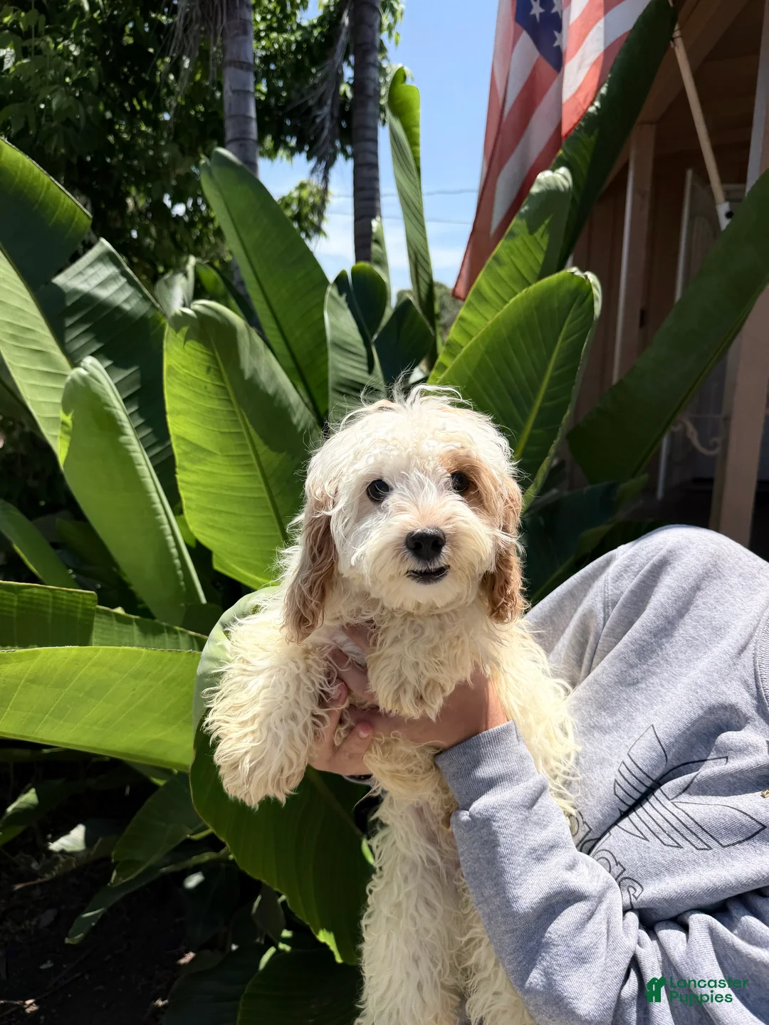 Cavapoo dogs for sale: Patch - Ad 2