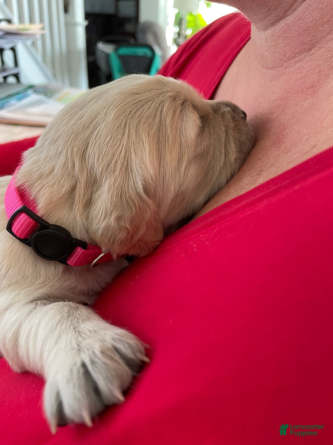 Golden Retriever dogs for sale: Male Pup 1 - Ad 6