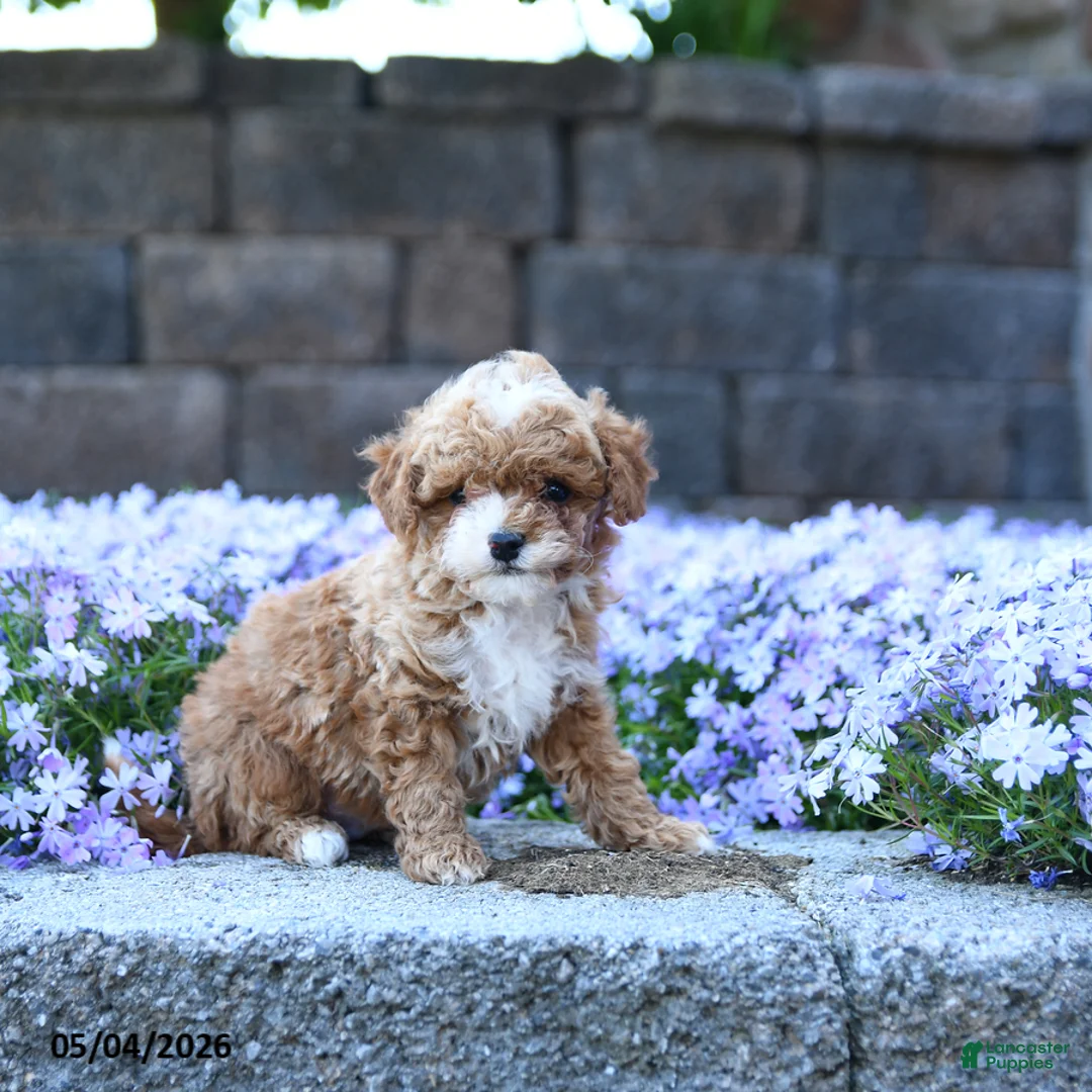 Toy Poodle dogs for sale: Oak - Ad 1