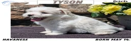 Havanese dogs for sale: Tyson - Ad 1