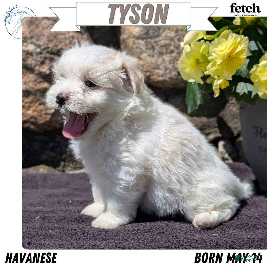 Havanese dogs for sale: Tyson - Ad 1