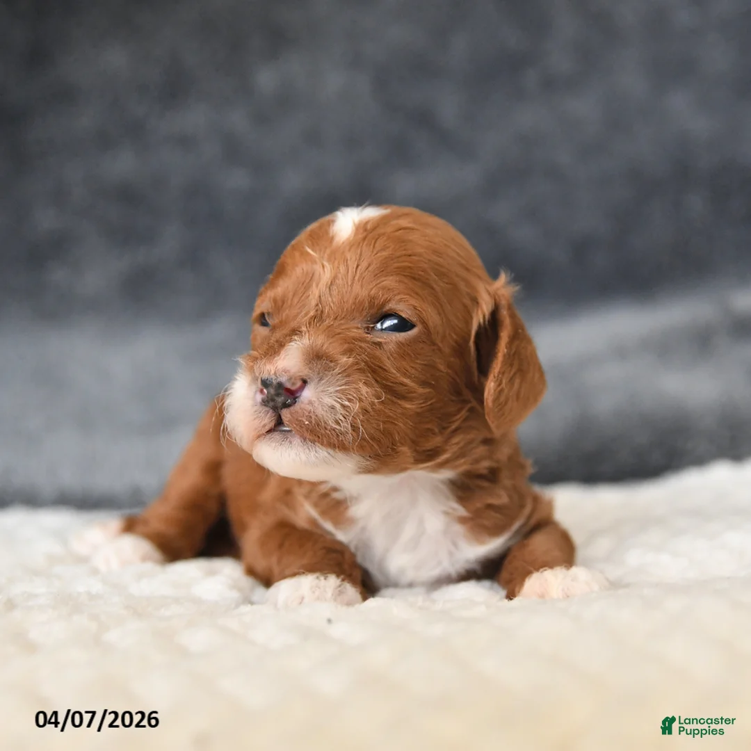 Cavapoo dogs for sale: Maple   - Ad 2