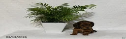 Miniature Dachshund dogs for sale: Lilac - Ad 3