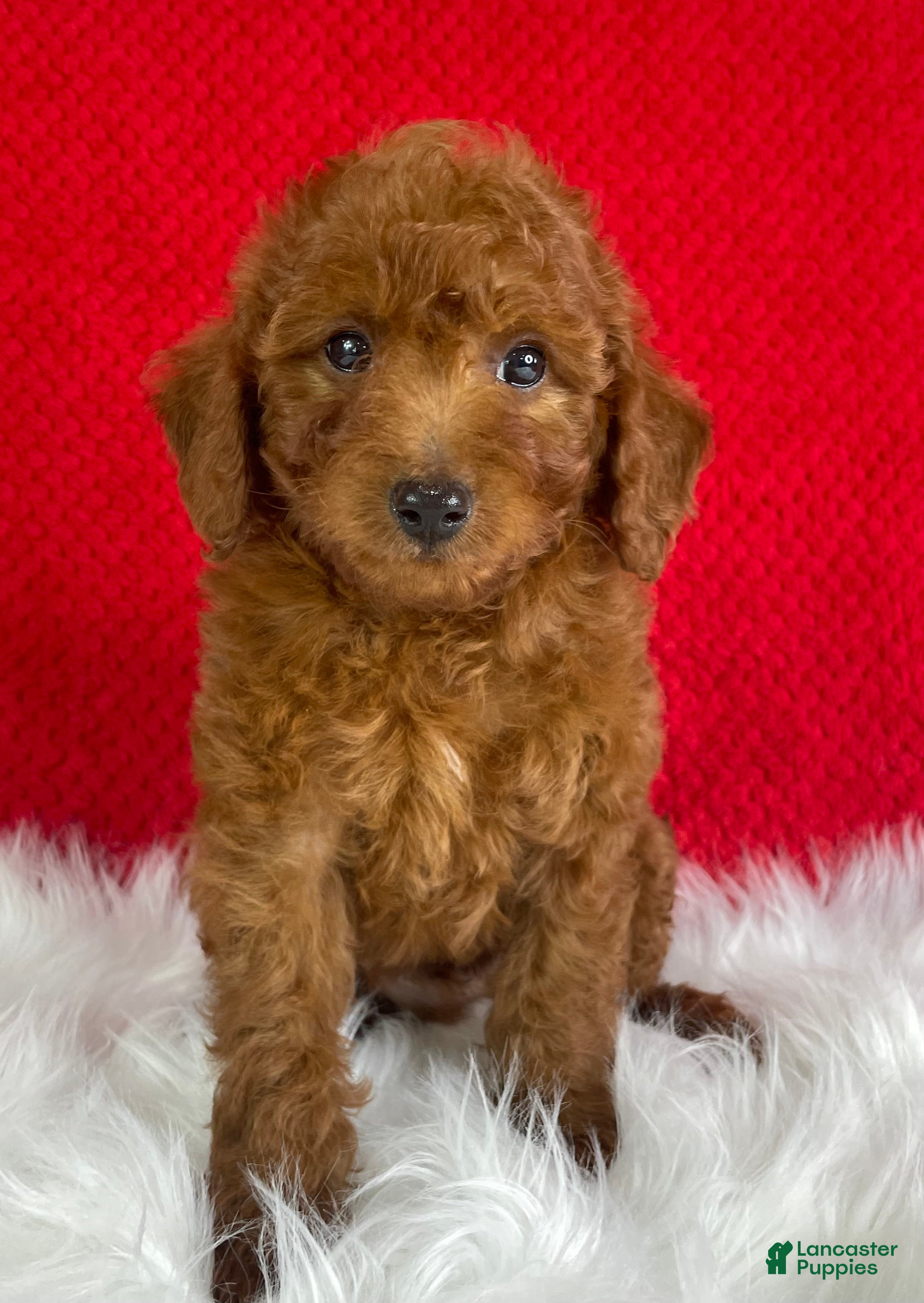 Mini Goldendoodle dogs Copper - Ad 1