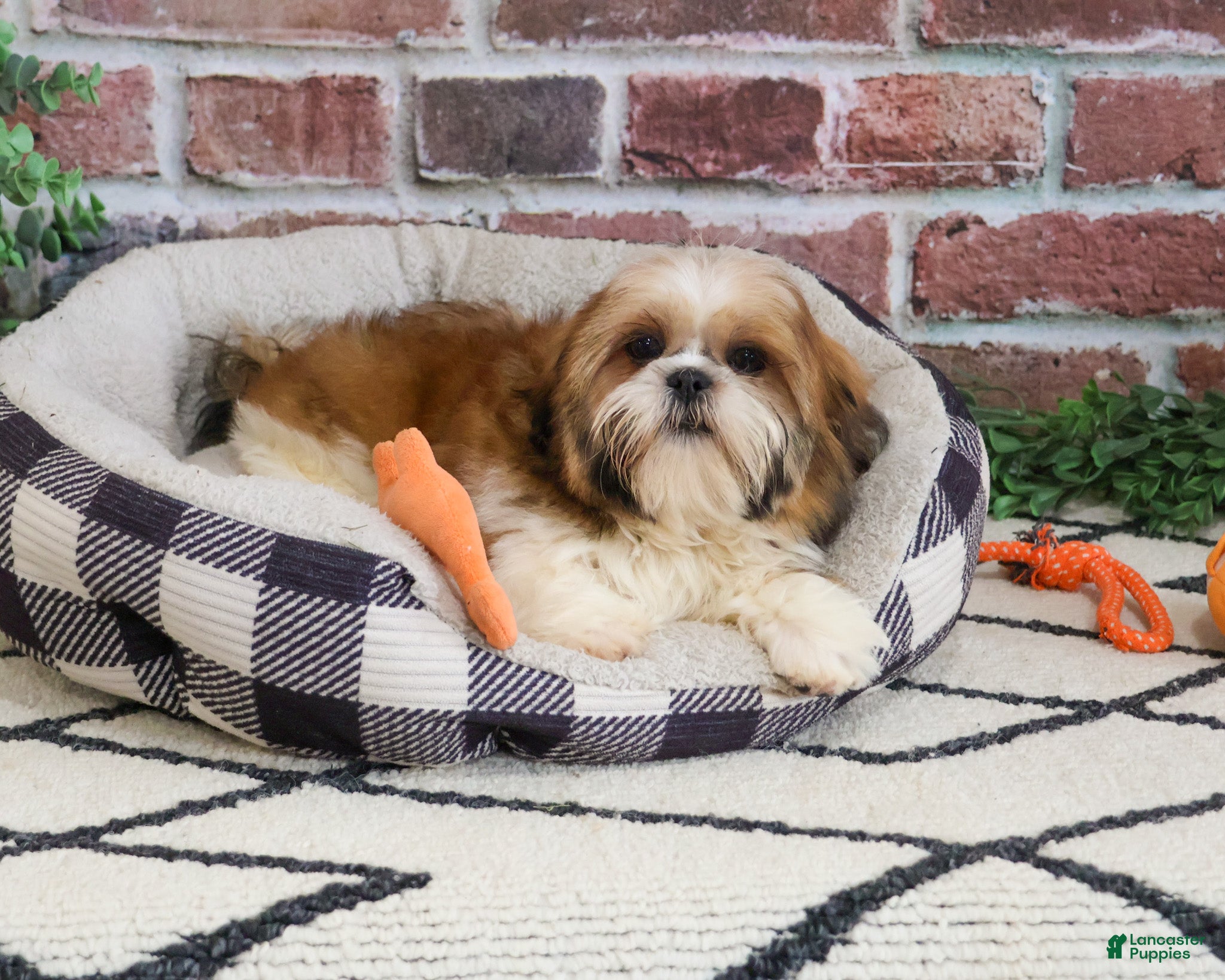 Shih Tzu dogs Tramp  - Ad 22