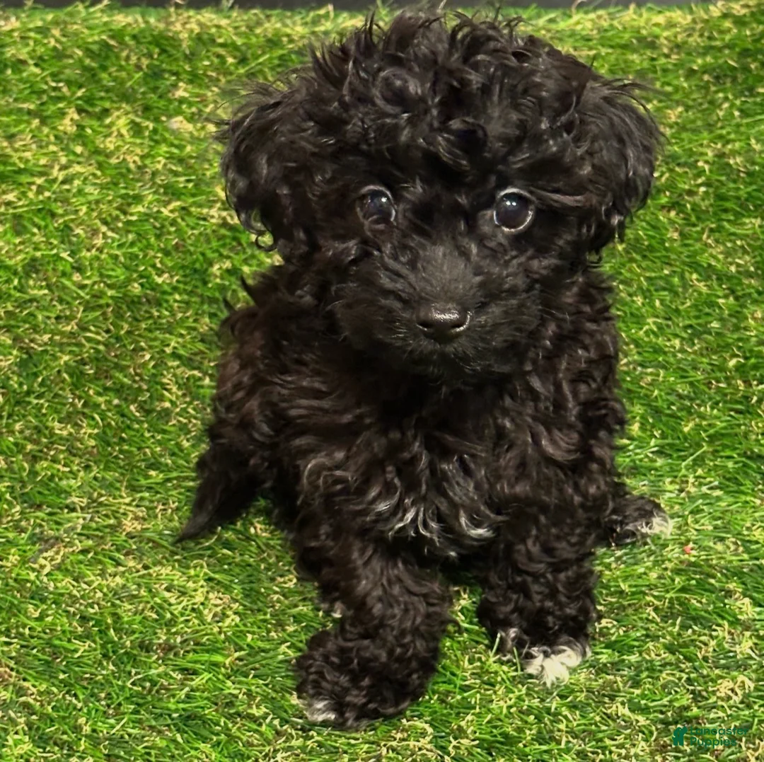 Havapoo dogs for sale: Socks - Ad 1