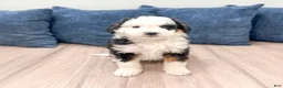 Mini Bernedoodle dogs for sale: Braxton - Ad 1