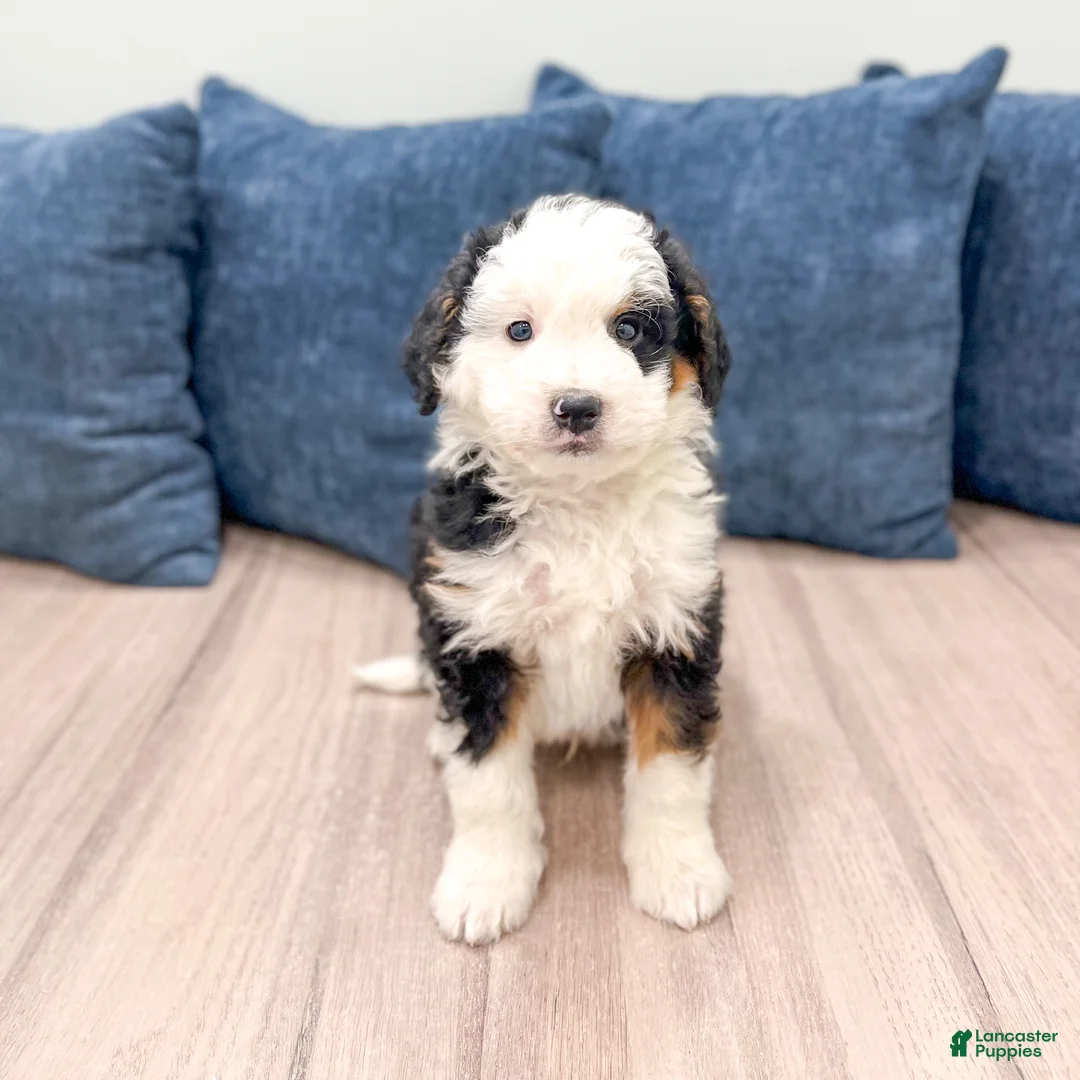 Mini Bernedoodle dogs for sale: Braxton - Ad 1