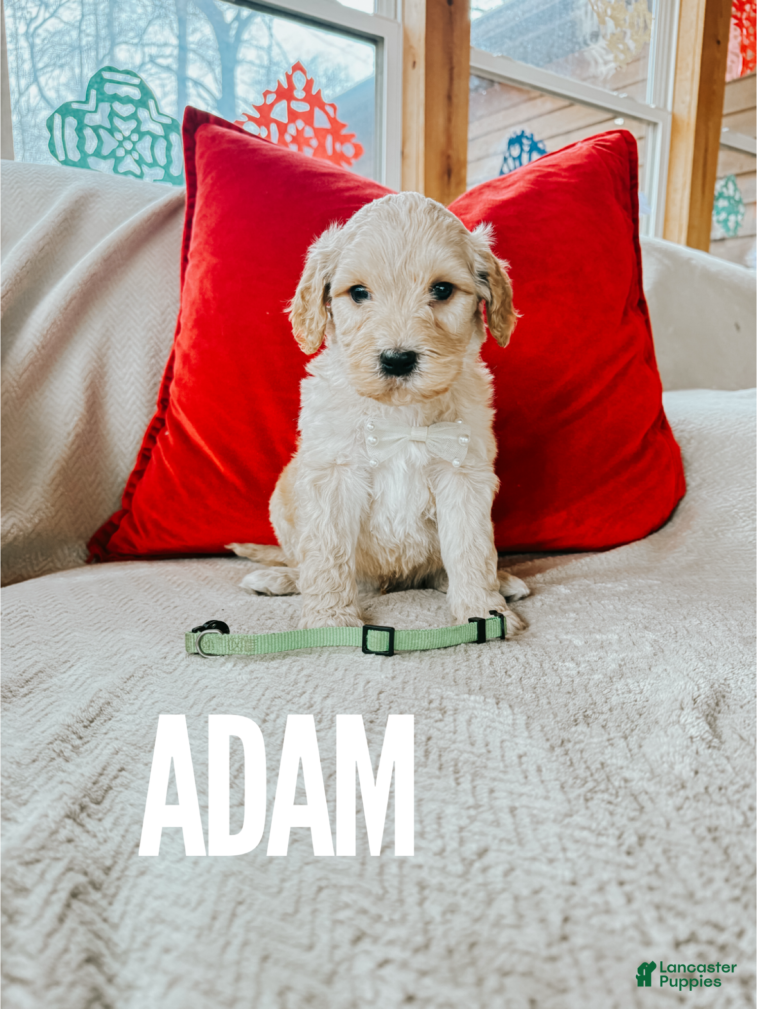 Goldendoodle dogs Adam - Ad 13