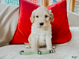 Goldendoodle dogs Adam - Ad 13