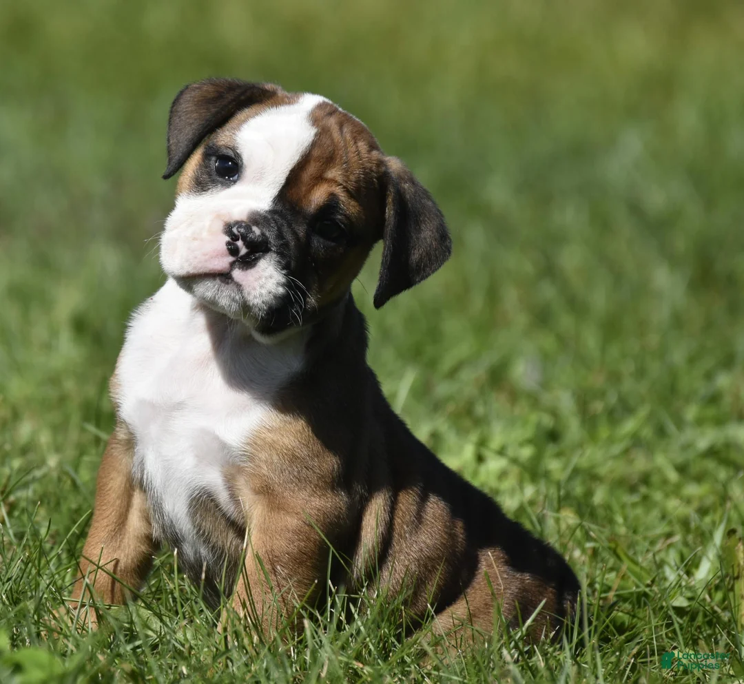 English Bulldog dogs for sale: English Bulldog 1 - Ad 2