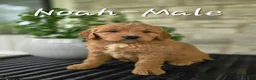 Mini Goldendoodle dogs for sale: Mini Goldendoodle Puppy 2 - Ad 1