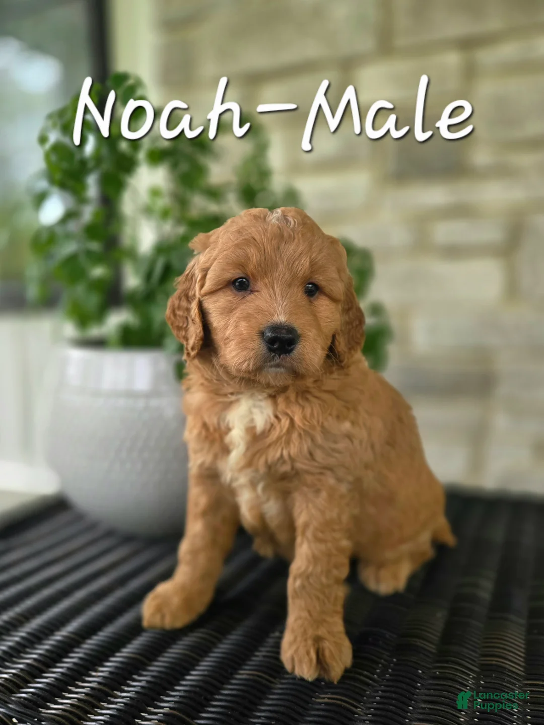 Mini Goldendoodle dogs for sale: Mini Goldendoodle Puppy 2 - Ad 1