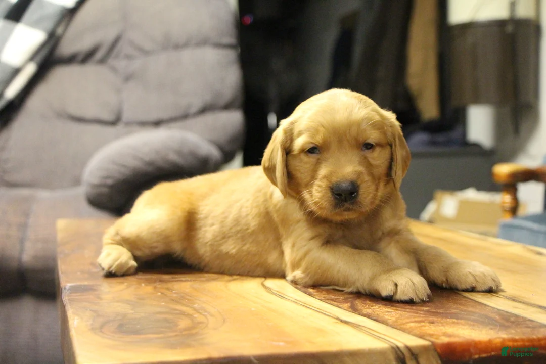 Golden Retriever dogs for sale: Atlas - Ad 8