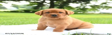 Bruno