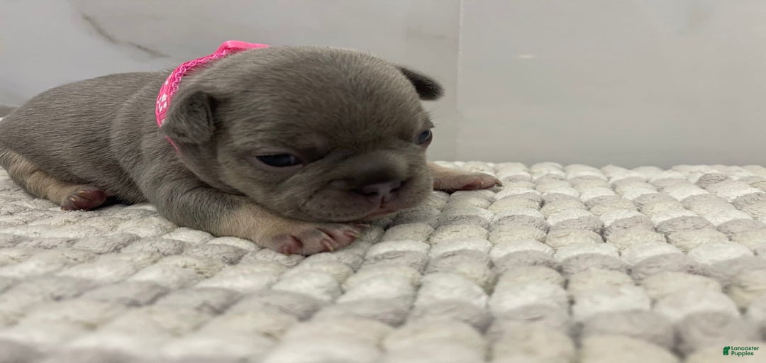 Gallery Image {{count}}