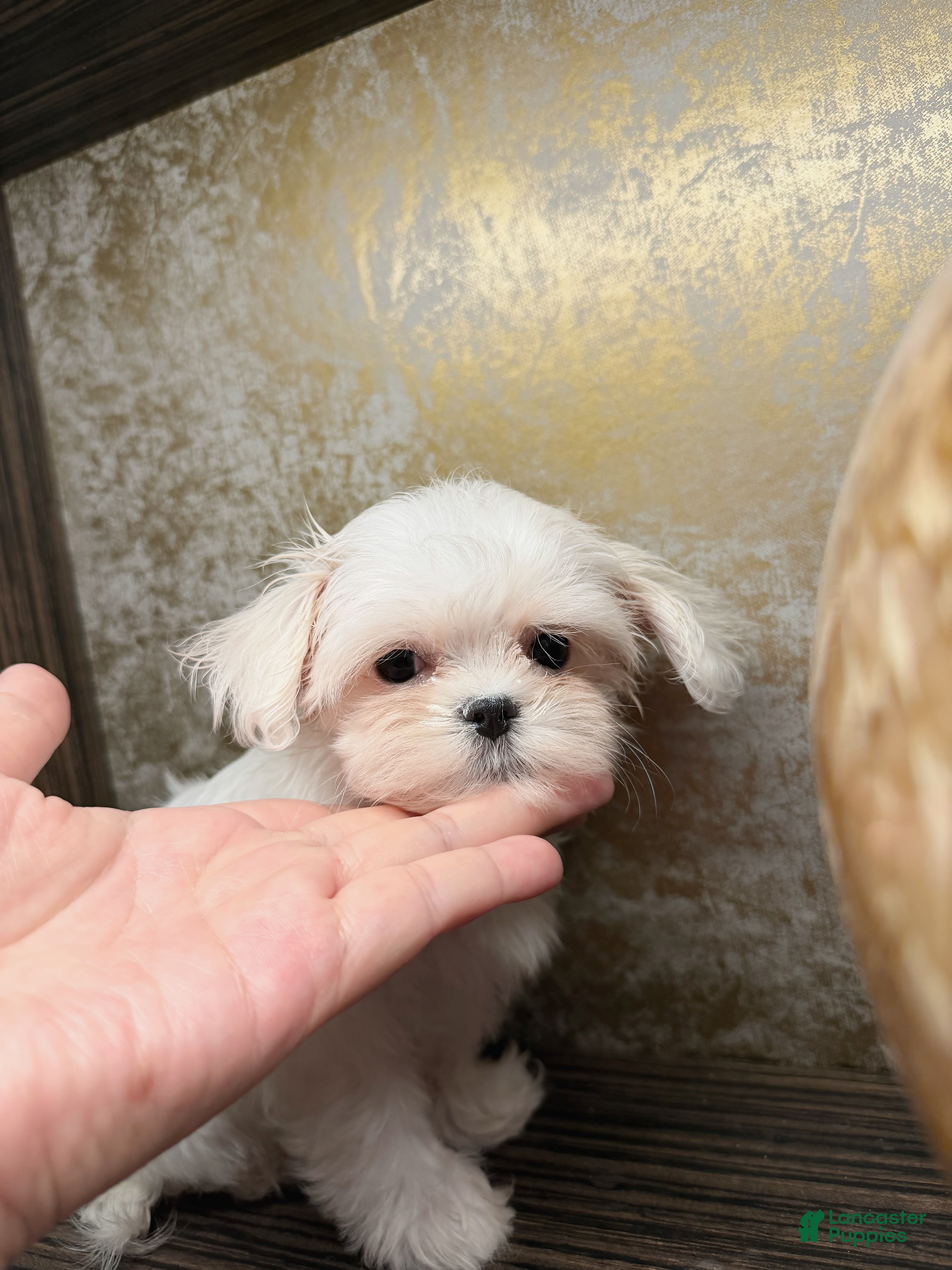 Maltese dogs Pixie - Ad 2