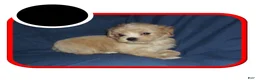 Maltipoo dogs for sale: Osiris---Maltipoo, in home raised, non-shedding - Ad 7