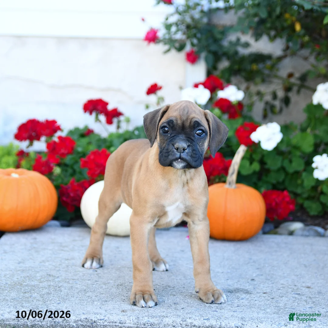Boxer dogs for sale: Myles - Ad 1