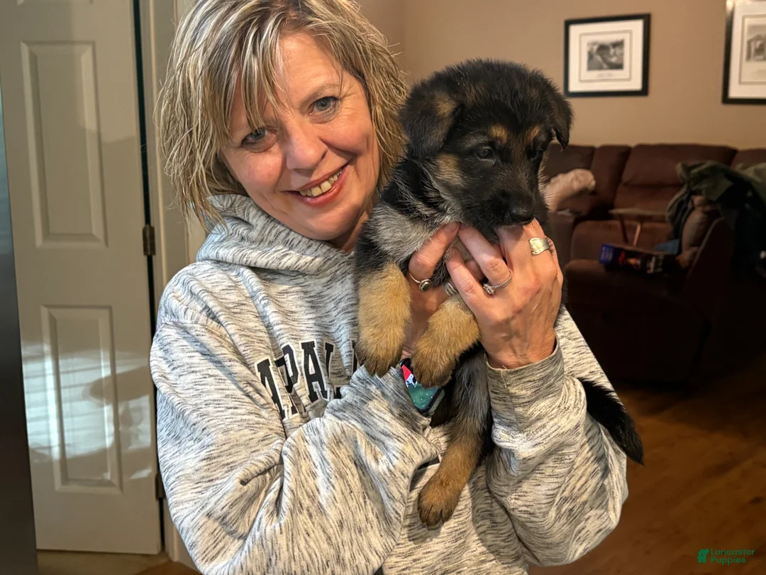 German Shepherd dogs for sale: German Shepherd Boyd - Ad 4