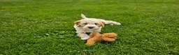 Mini Goldendoodle dogs for sale: Tanner - Ad 7