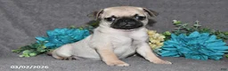 Pug dogs for sale: Biscuit - Ad 4