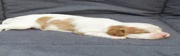 Cavalier King Charles Spaniel dogs for sale: Ben Cavalier King Charles Spaniel  - Ad 4