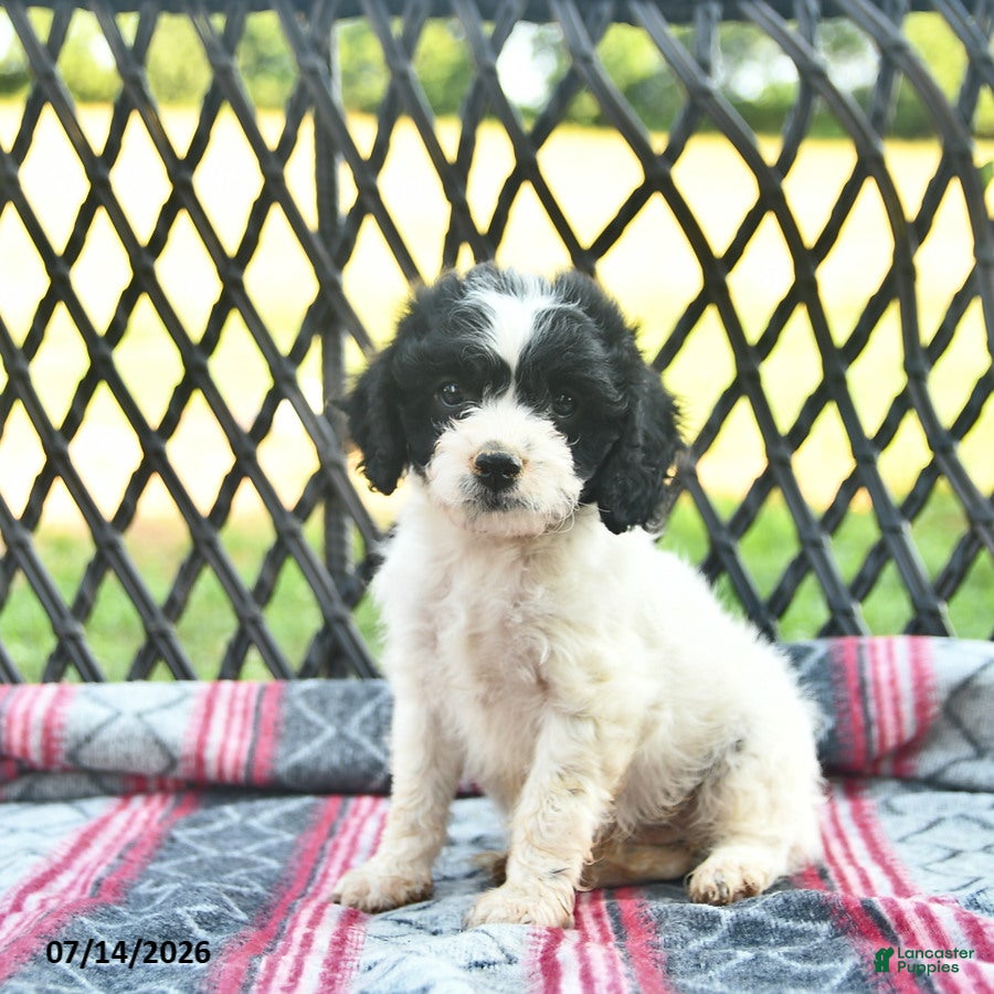 Cavapoo dogs Whisper  - Ad 2