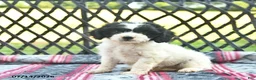 Cavapoo dogs for sale: Whisper  - Ad 2