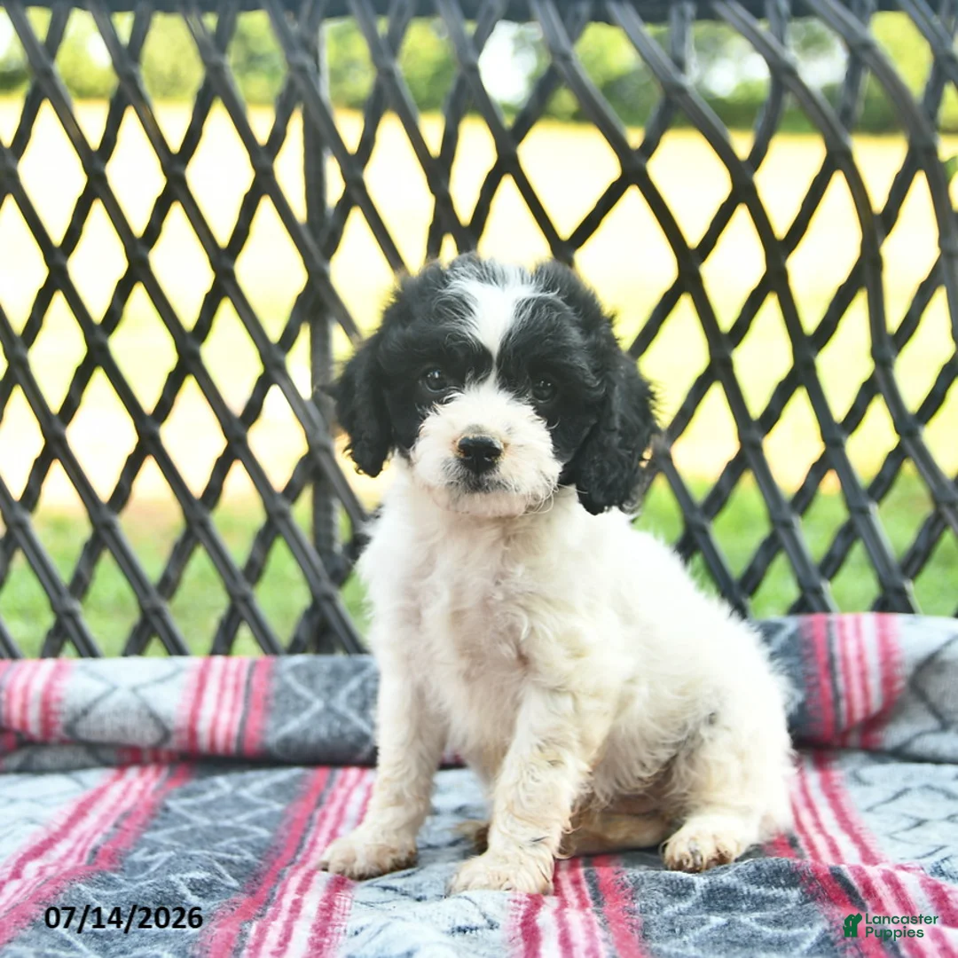 Cavapoo dogs for sale: Whisper  - Ad 2