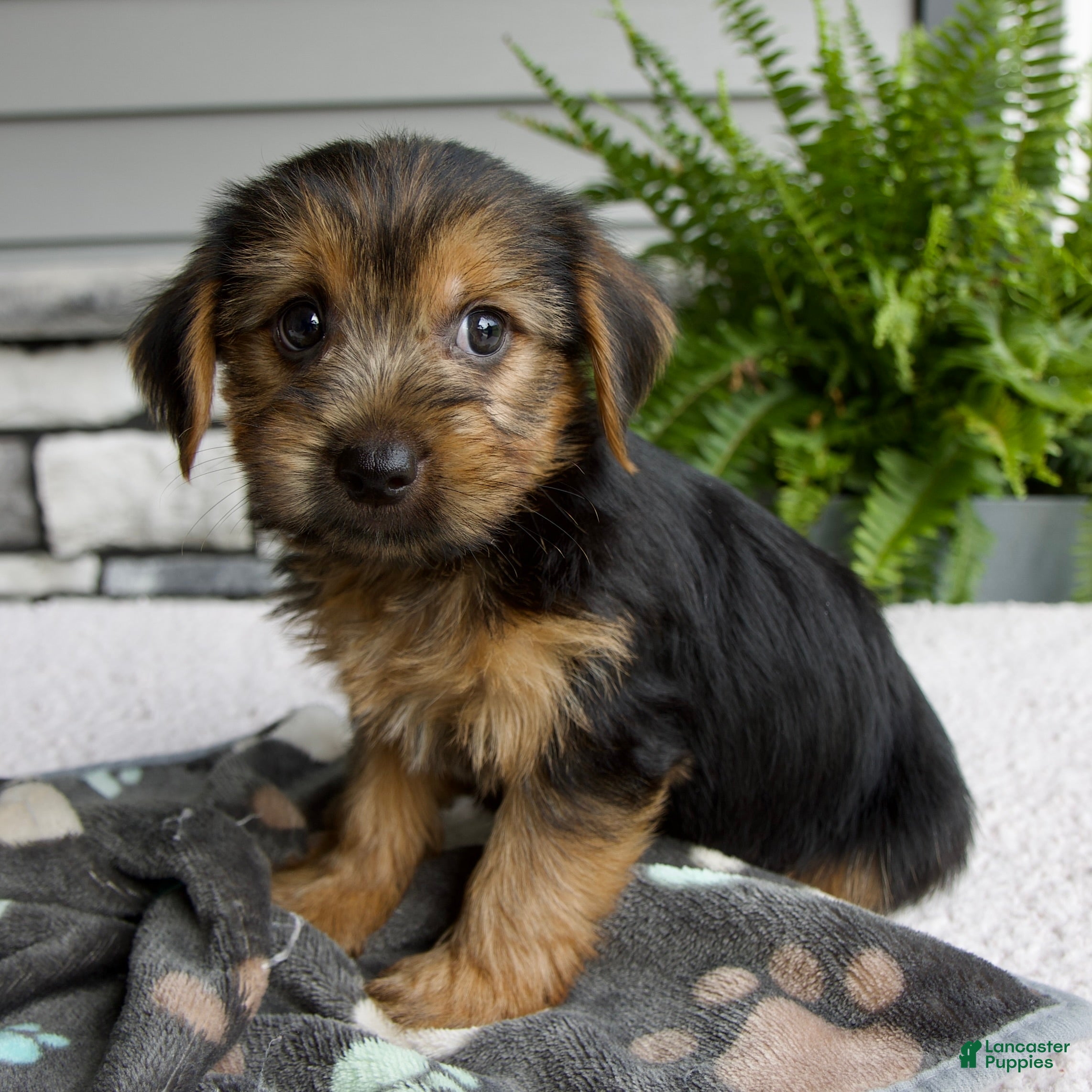 Morkie dogs Wyatt - Ad 2