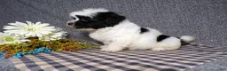 Havanese dogs for sale: King - Ad 5