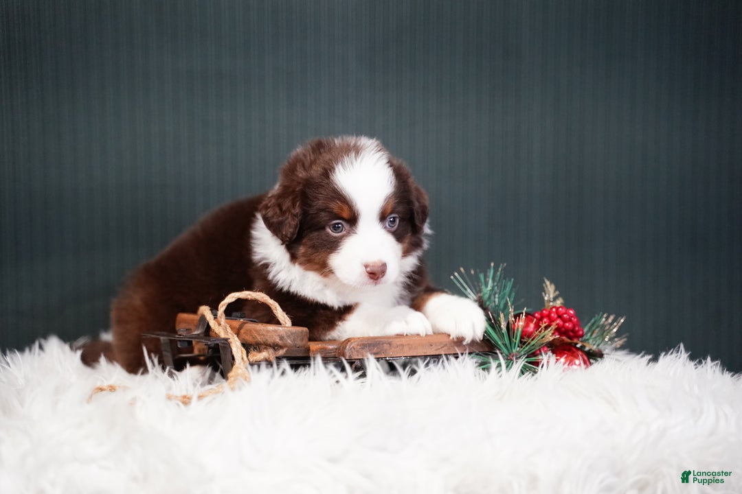 Miniature Australian Shepherd dogs for sale: Bentley - Ad 5