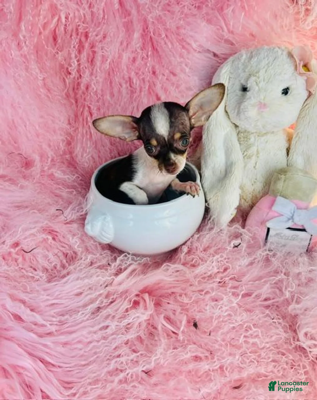Chihuahua dogs for sale: Chihuahua 1 - Ad 1
