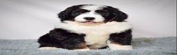 Bernedoodle dogs for sale: Ms. Maddie - Ad 4