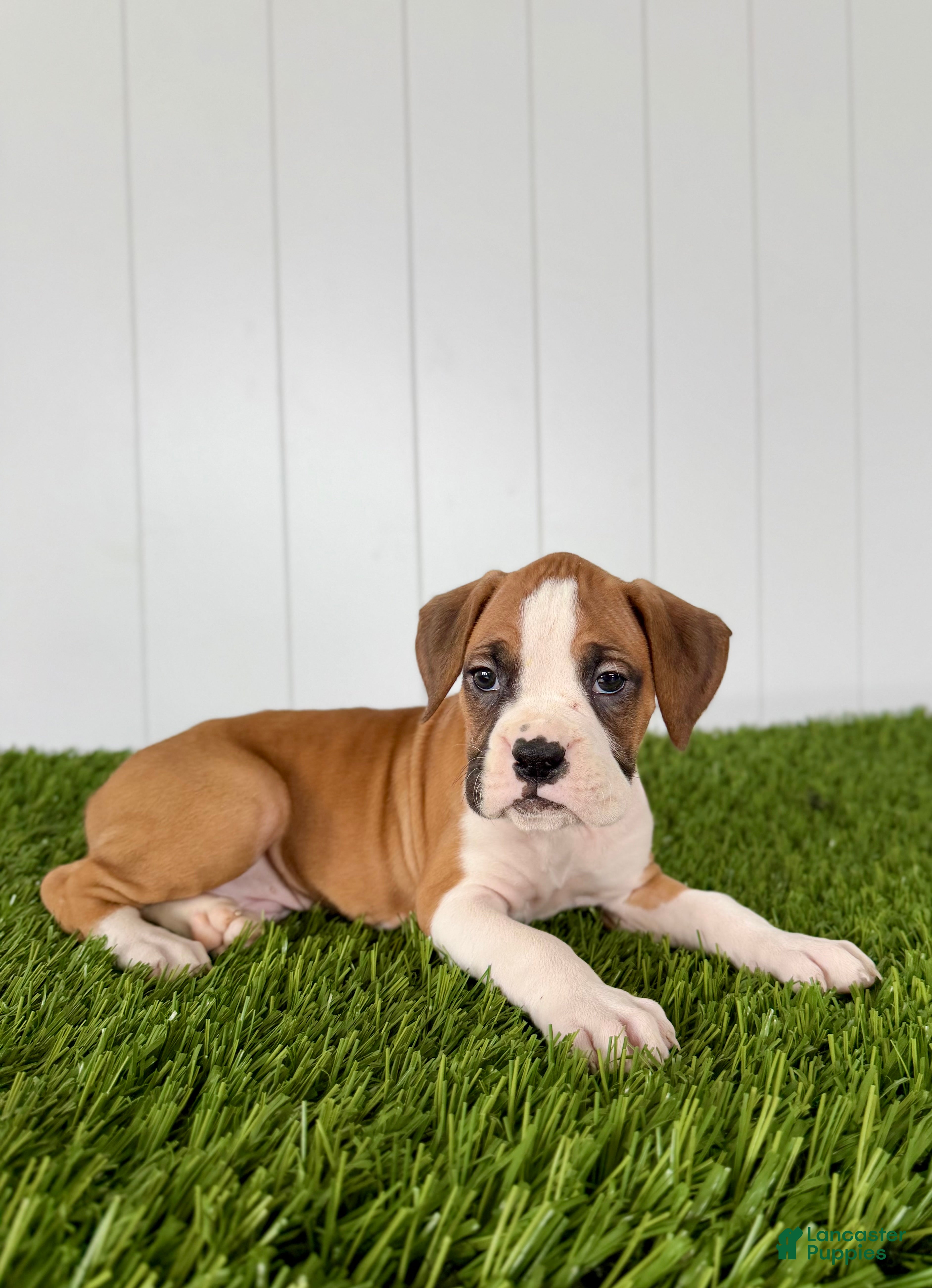 Boxer dogs Pax - Ad 1