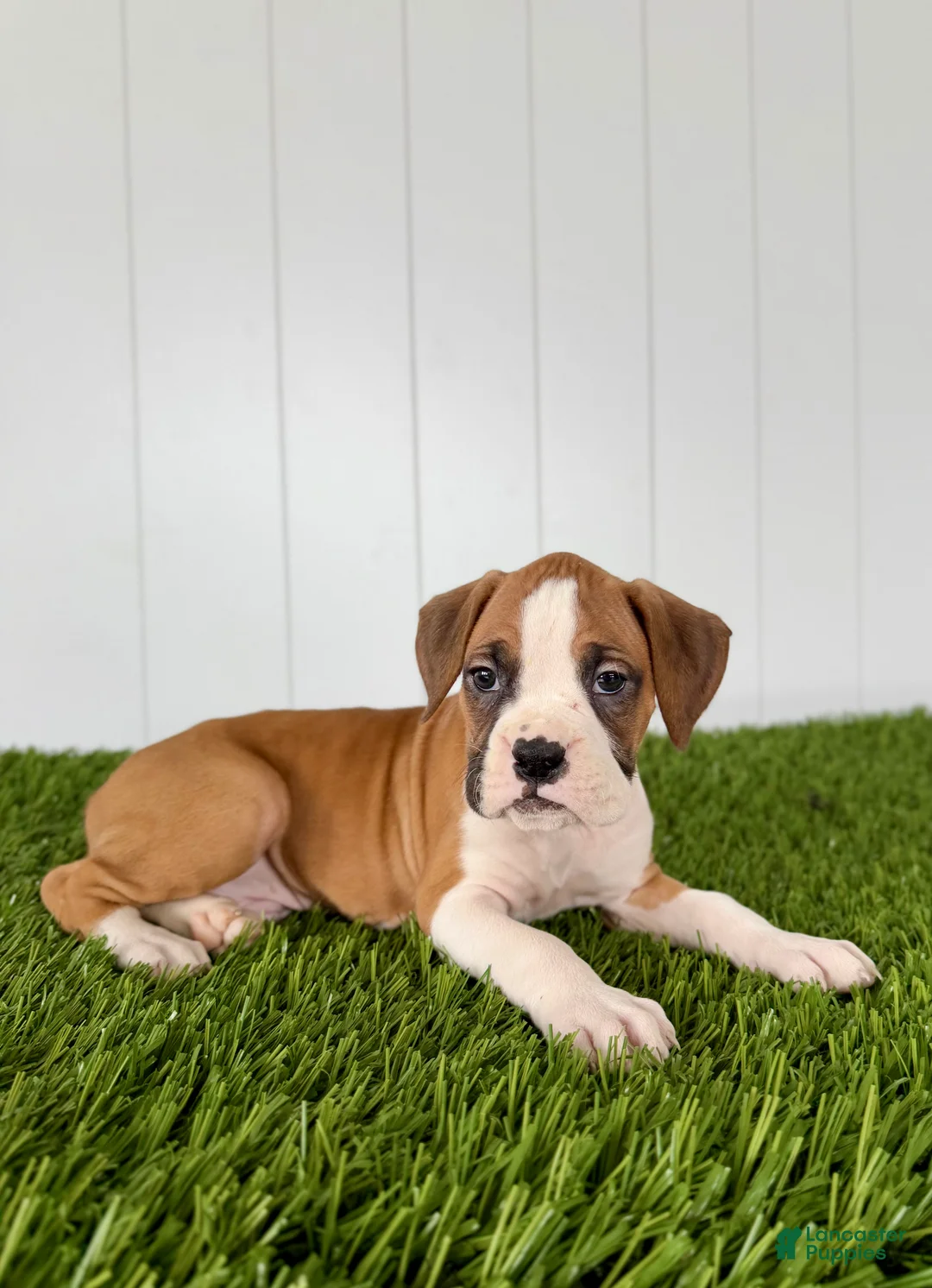 Boxer dogs for sale: Pax - Ad 1