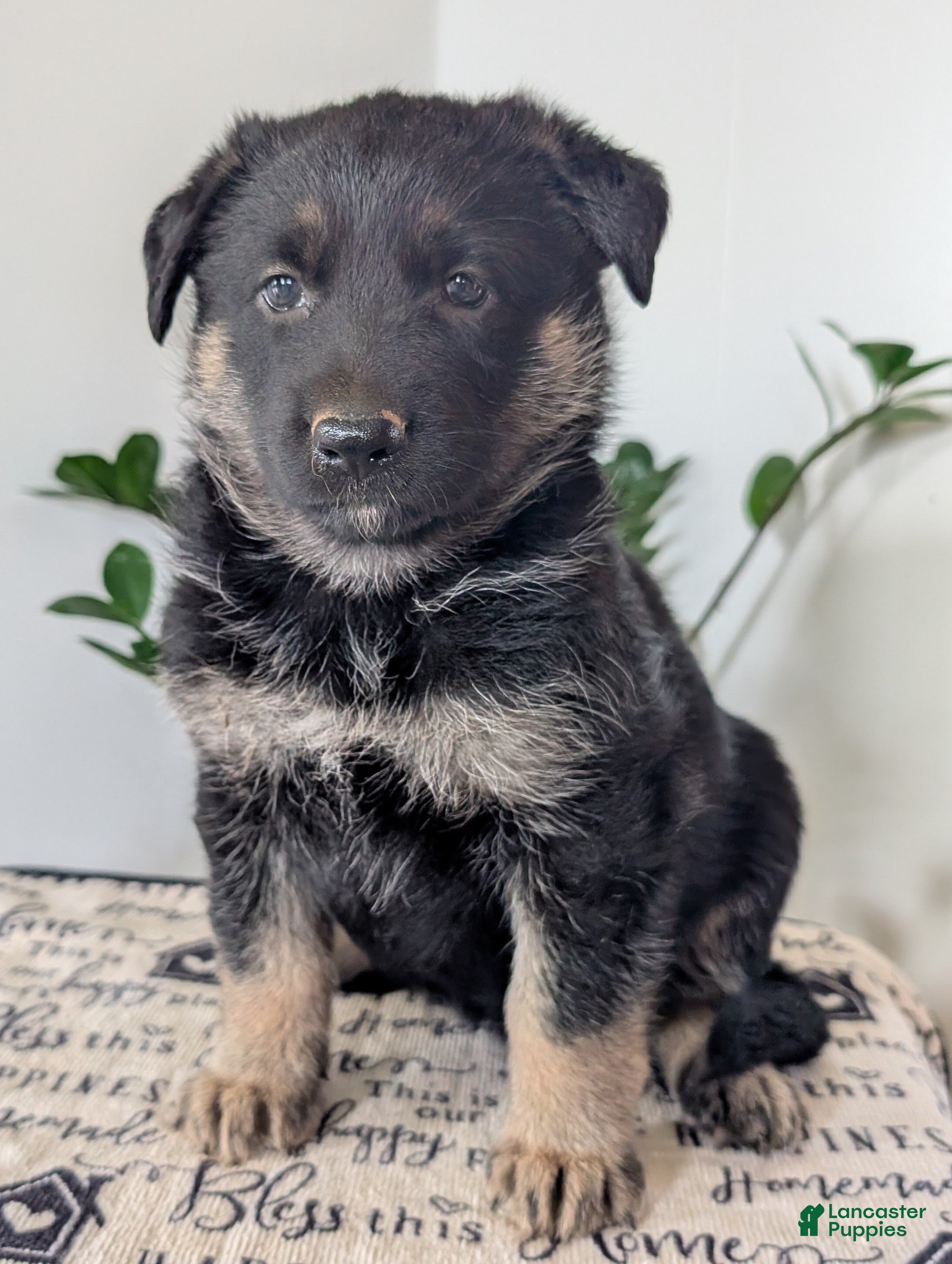 German Shepherd dogs Sara  - Ad 2