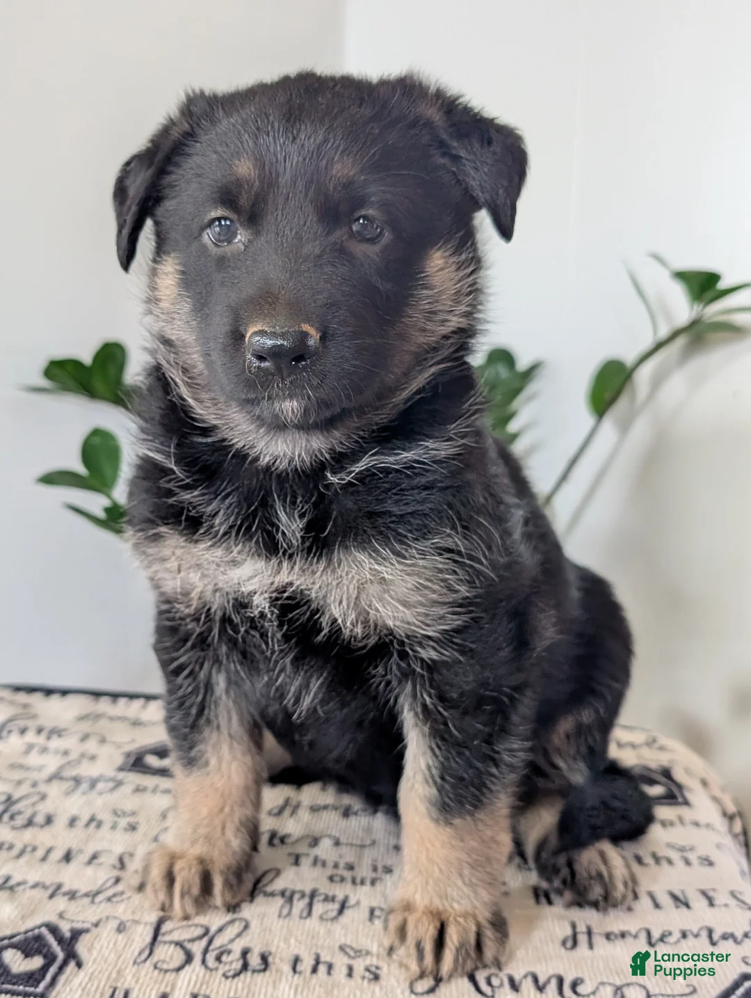 German Shepherd dogs for sale: Sara  - Ad 2