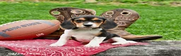 Beagle dogs for sale: Shelley - Ad 1