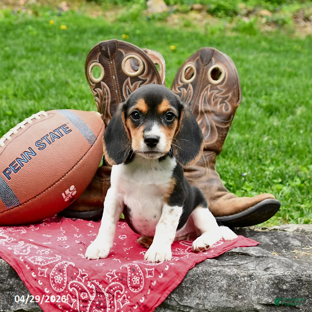 Beagle dogs for sale: Shelley - Ad 1