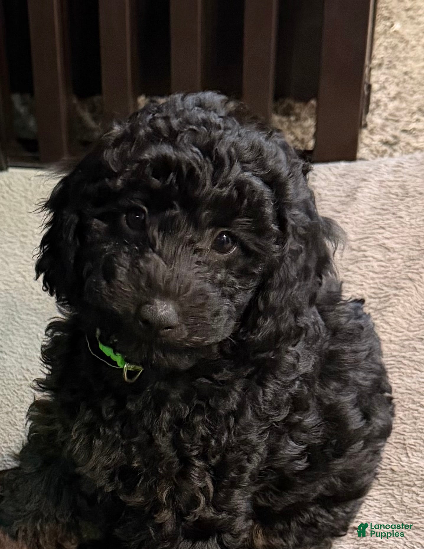 Miniature Poodle dogs Miniature Poodle Puppy 3 - Ad 2