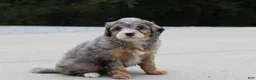 Mini Bernedoodle dogs for sale: Rosie  - Ad 3