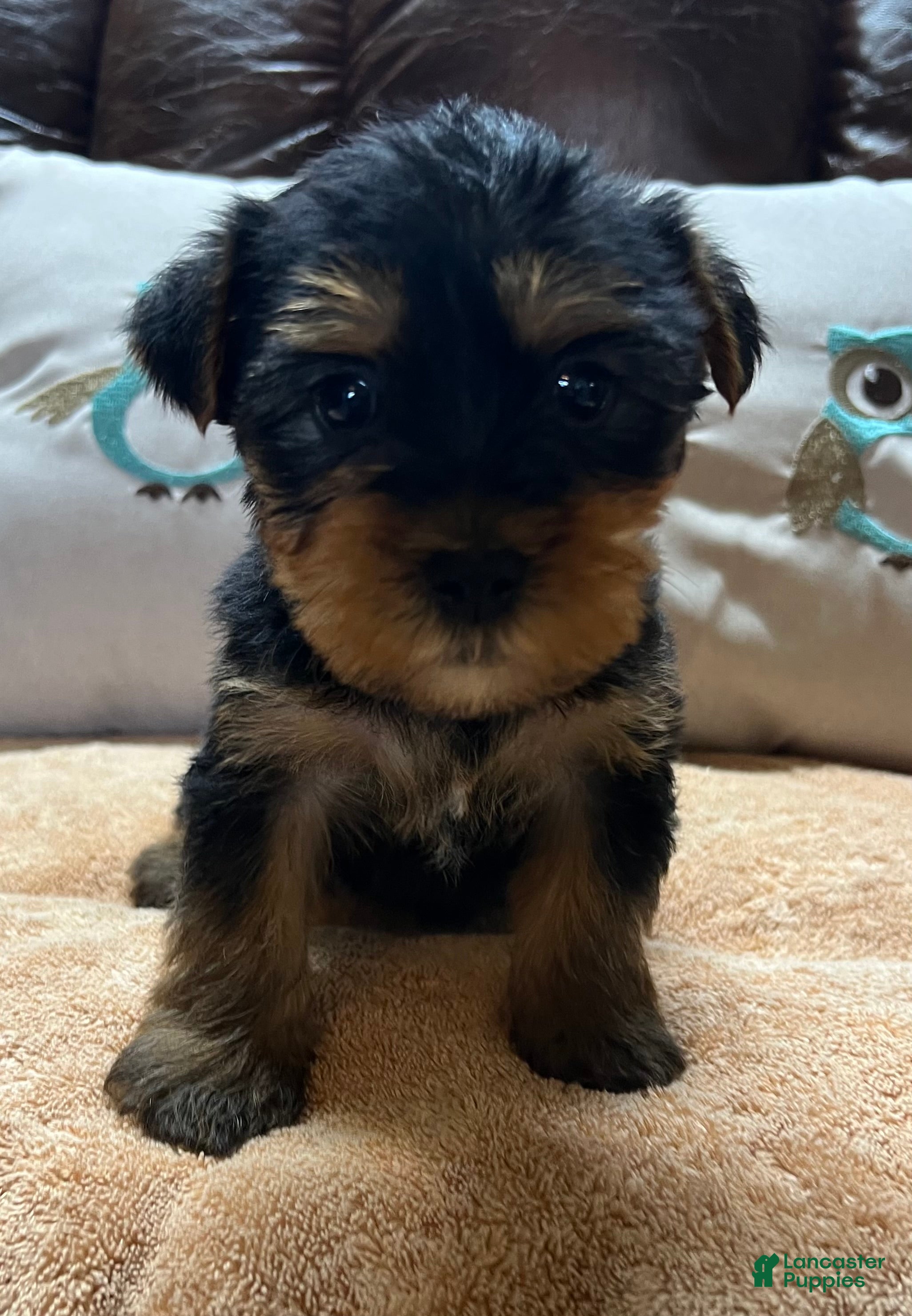 Yorkshire Terrier dogs King Yorkie puppy  - Ad 1