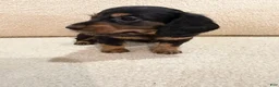 Miniature Dachshund dogs for sale: Miniature Dachshund 1 - Ad 14